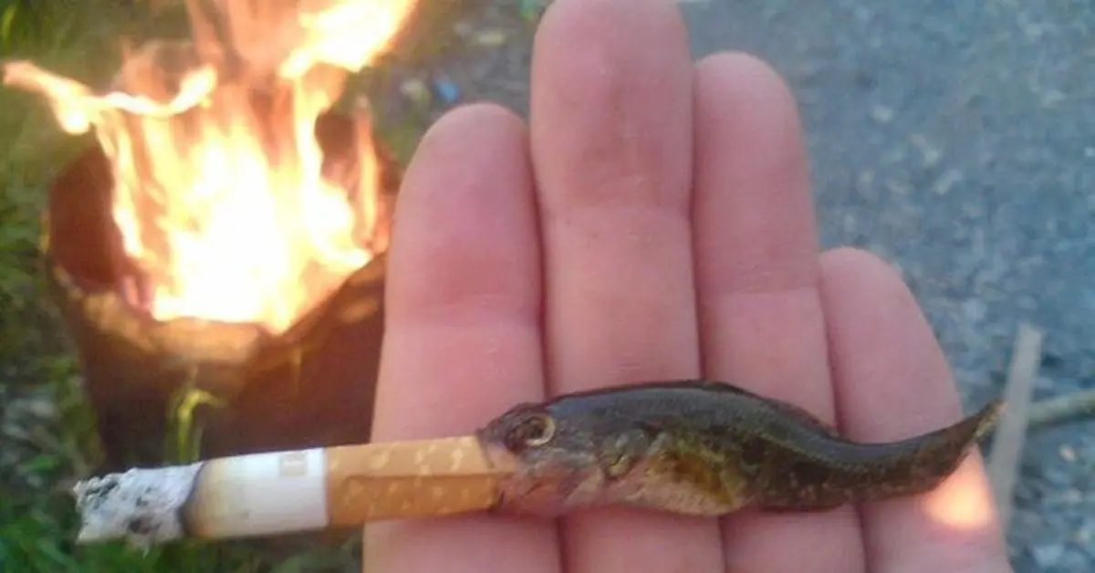 Minecraft CPM Model - smaller_fish_that_smokes_too by Klädmen - AshiraZone Catalog (Media 2) Minecraft CPM Model - smaller_fish_that_smokes_too by Klädmen - AshiraZone Catalog (Media 2)